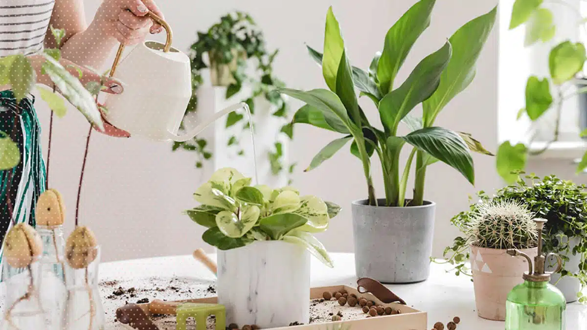 Evde Bakımı Kolay Bitkiler: Sevgili Dostlarınızla Yeşil Bir Yaşam Başlatın