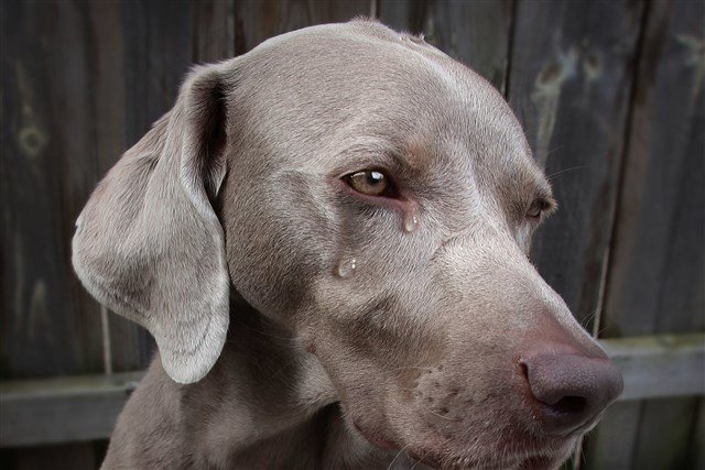 Köpek Ağlaması