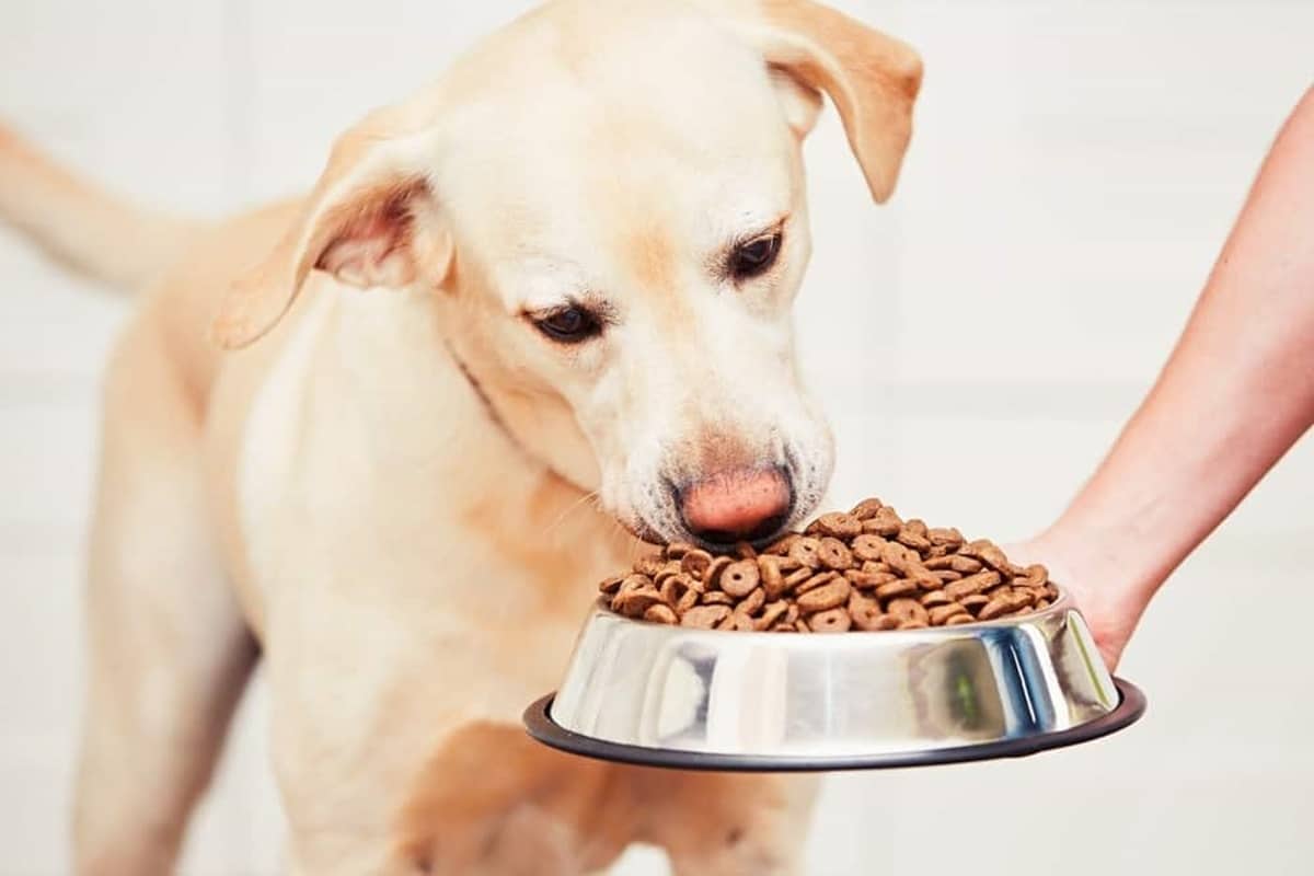 Köpeklerin Mama Yememesi