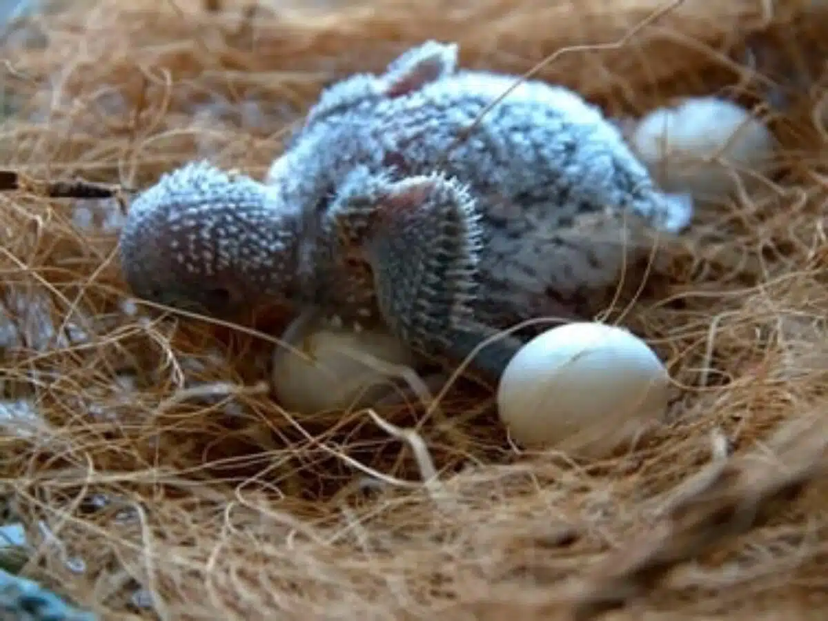 Muhabbet Kuşlarının Yumurtalaması