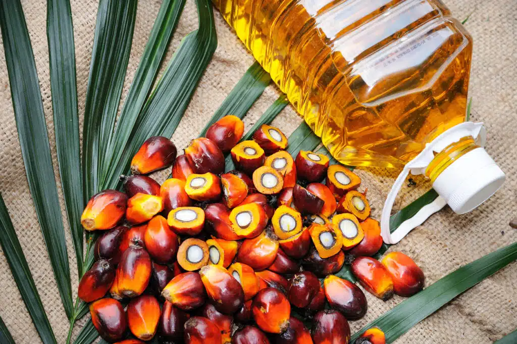 Palm Yağı: Ne İşe Yarar, Zararları Nelerdir?