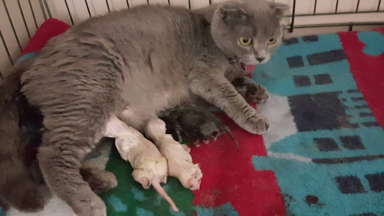 Yeni Doğum Yapan Kedi