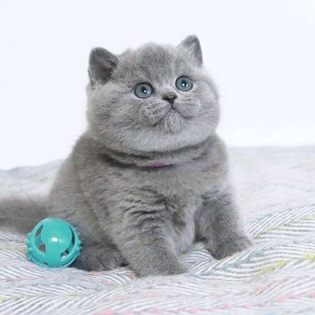 Yavru Kedi Bakımı Nasıl Yapılır?