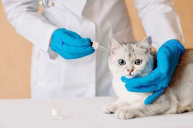 Kedi Hastalıkları ve Belirtileri