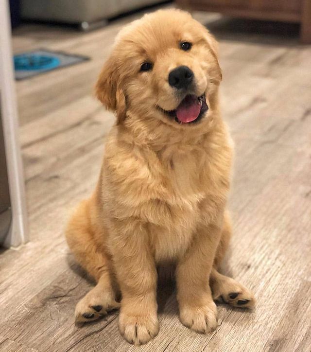 Yavru Köpek Eğitimi