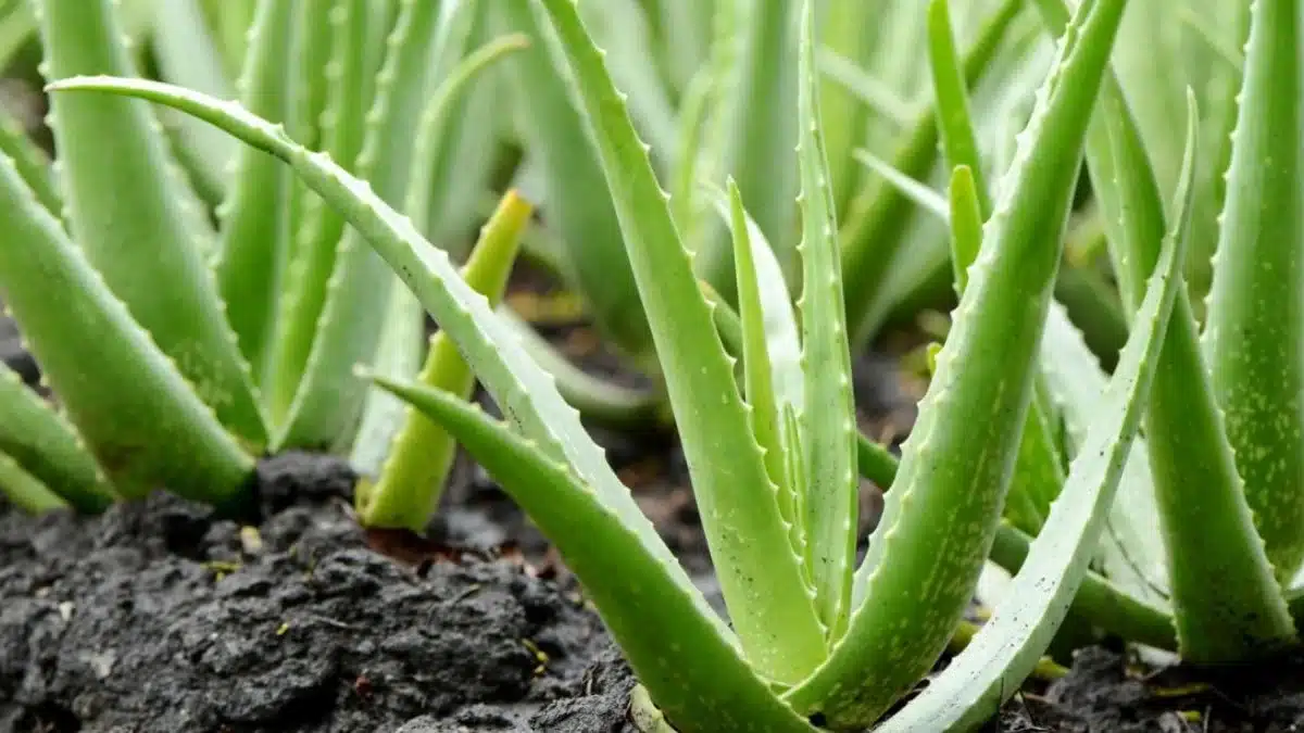 Aloe Vera Nedir?