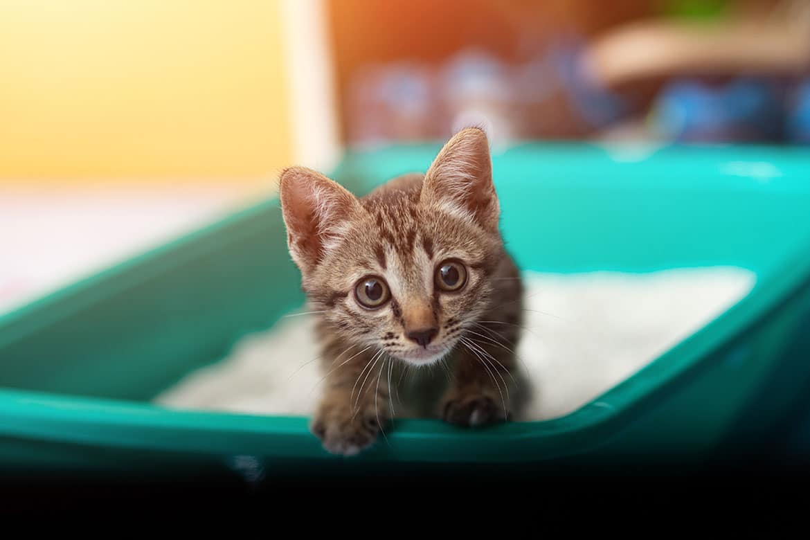 Kedi Tuvalet Eğitimi Ve Alışkanlığı Hakkında Bilgiler
