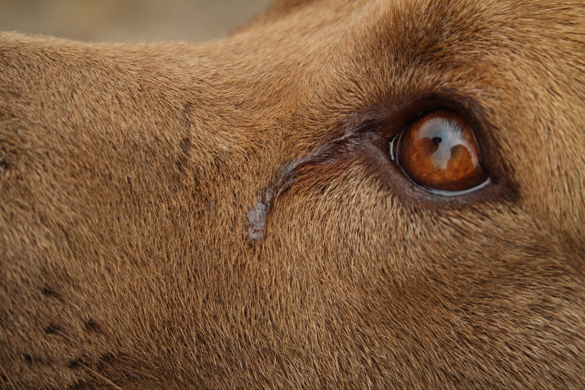 Köpek Ağlaması Nasıl Geçer?