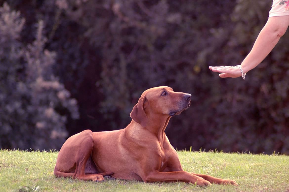 Köpek Eğitimi En İyi 5 Eğitim Tekniği ve Nasıl Uygulanır