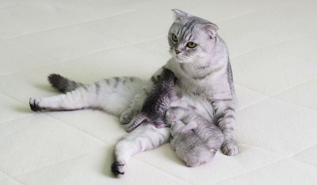 Yeni Doğum Yapan Kedi Ve Yavru Kediler Hakkında Bilgiler