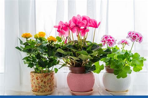 Evinizi Güzelleştirecek Bitki Seçenekleri