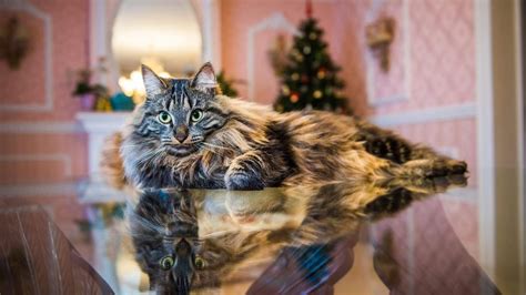 Kedi Cinsleri ile Evde Yaşamanın Avantajları