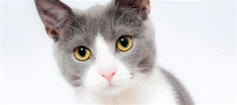 Kedi Cinsleri ve Bakım İhtiyaçları