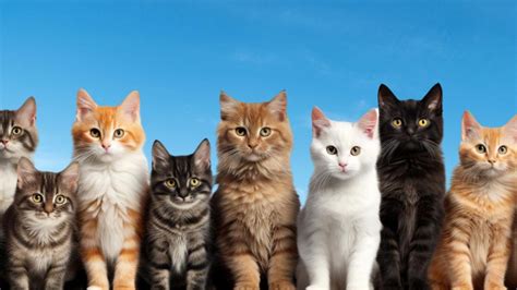 Kedi Cinsleri ve Karakter Özellikleri