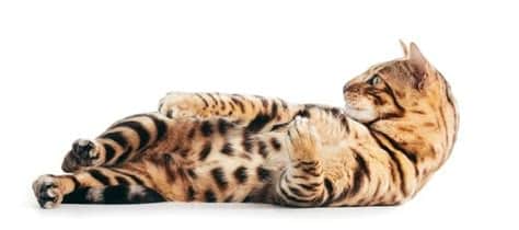 Kedi Cinsleri ve Sağlık Sorunları