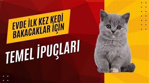 Kedi İsimleri: Kedi Sahiplerine Özel İpuçları