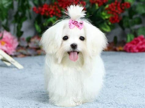 Köpek Cinsleri: Aile Hayatına Uyum