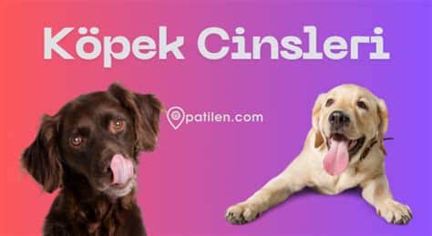 Köpek Cinsleri ve Davranışsal Özellikler