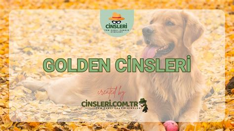 Köpek Cinsleri ve Egzersiz Gereksinimleri