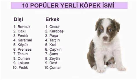 Yavru Köpek İsimleri: Cinslere Göre Öneriler