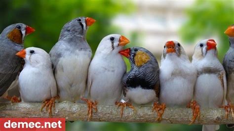 Yerleşik Kuş Cinsleri ve Habitatları